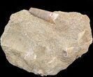 Bargain Fossil Plesiosaur Tooth In Matrix #28640-1